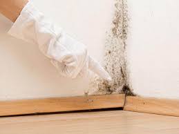 Why You Should Choose Our Mold Remediation Services in Mead Valley, CA